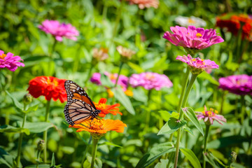 monarch butterfly in the flower garden