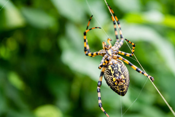 araña