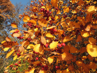 Manchu walnut (Juglans mandshurica) foliage in autumn