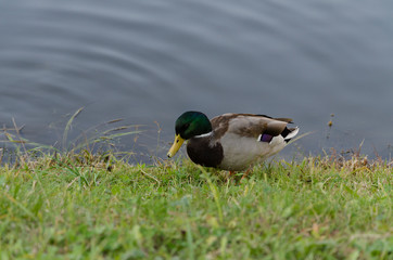 beautiful drake on the lake