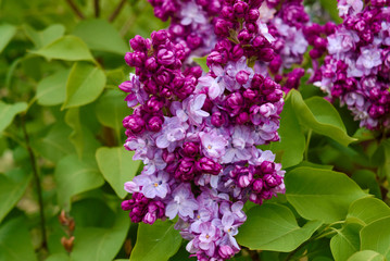 Obraz na płótnie Canvas Lilac flowers close up.
