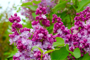 Lilac flowers close up.