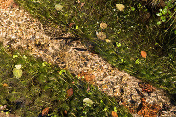 Crystal clear water in the river and aquatic plants along the sides.