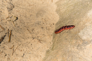 Large pink caterpillar from beetle.