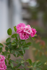 Flor Rosa | Pink Flower	