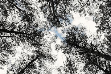 Trees from the bottom perspective. Forest  and clear sky.