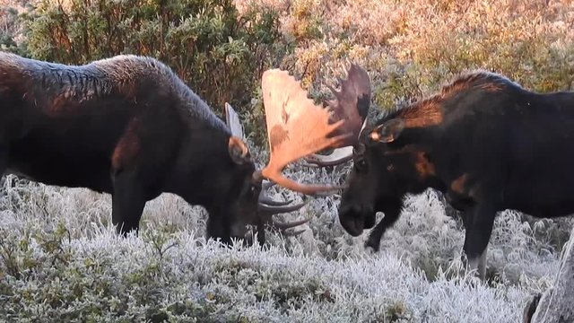 Two bull moose lock paddles in Colorado during the fall rut season.