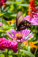 pipevine swallowtail butterfly on a flower