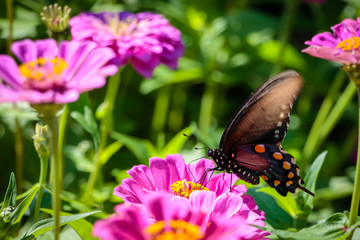 pipevine swallowtail butterfly on a flower