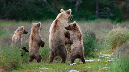 Grizzle Bear Family