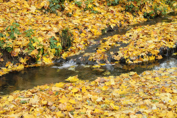 Autumn creek in yellow maple leaves