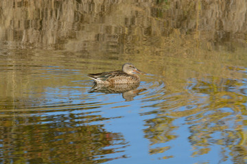 Lone Northern Shoveler Duck or Anas clypeata in first migration into Colorado for winter swimming in lake with autumn reflections