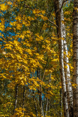 trees in autumn