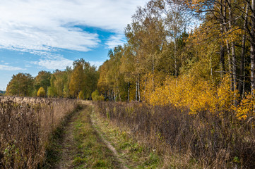 Fototapeta premium road in the forest