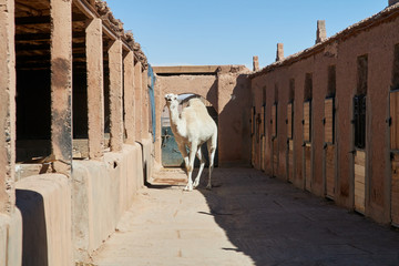 White camel at stable. Morocco