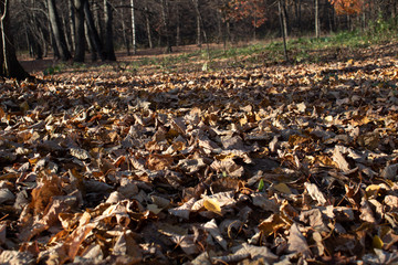 autumn leaves in the forest