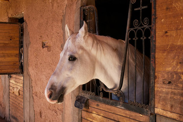 White horse looking out stable window