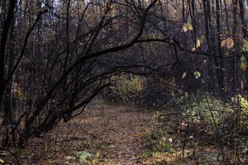 tree in the autumn forest