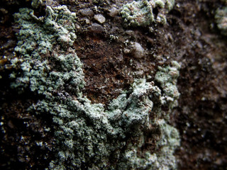 moss