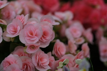 Pink roses