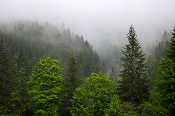 Strong fog in the forest in the mountains, pine trees and old trees in bad weather, blured background