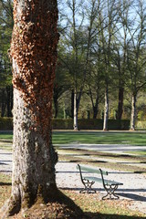 Solitude bench behind tree