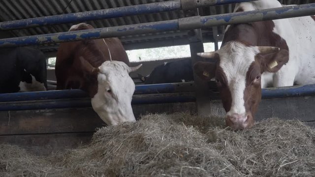 Two Cows in a Barn Eating Hay, on an Organic Dairy Farm