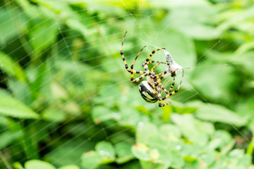 araña