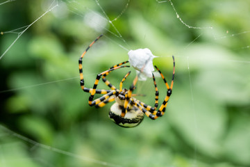 araña