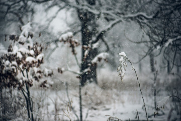 Large old oak tree in a savanna during snow storm with dried wildflowers