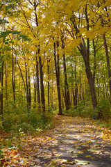 Obraz premium autumn in the forest