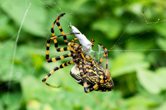 ara&ntilde;a