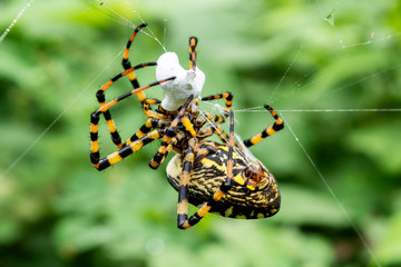 araña