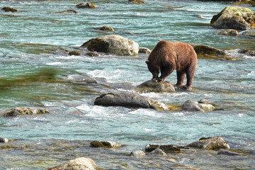 Wild grizzly bear hunting salmon in a river
