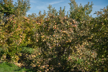 Fototapeta na wymiar Apple Trees