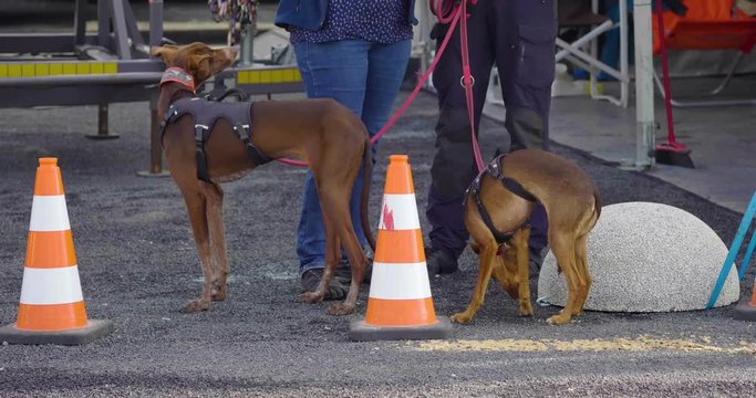 Two Pharao Hounds dogs waiting on a leash while their owners are talking