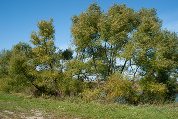 Willow trees