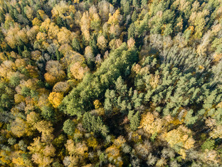 drone image. aerial view of rural area in autumn with yellow and red colored trees from above