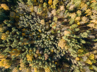 drone image. aerial view of rural area in autumn with yellow and red colored trees from above