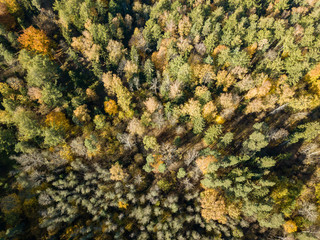 drone image. aerial view of rural area in autumn with yellow and red colored trees from above