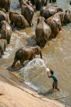 Man splashing elephants