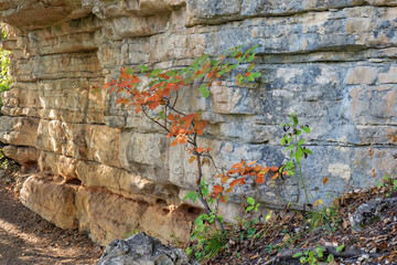 half-yellowed maple on limestone wall background