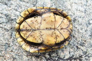 tortuga