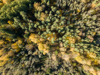 drone image. aerial view of rural area in autumn with yellow and red colored trees from above