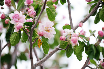 Fototapeta na wymiar Spring blossoms on apple tree