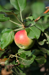 Obraz premium A red ripe apple on the apple-tree