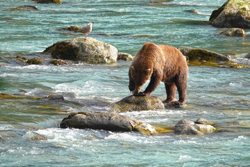 Wild grizzly bear hunting salmon in a river