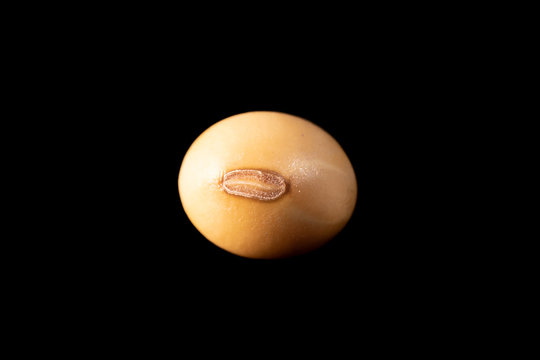 soybean seed with brown hila_00007
