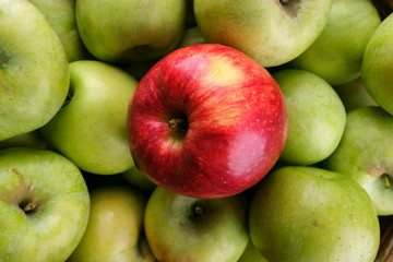 Apple fruit many red green