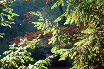 The branches of the fir trees in the sunlight. The cobweb on the branches in the sun.